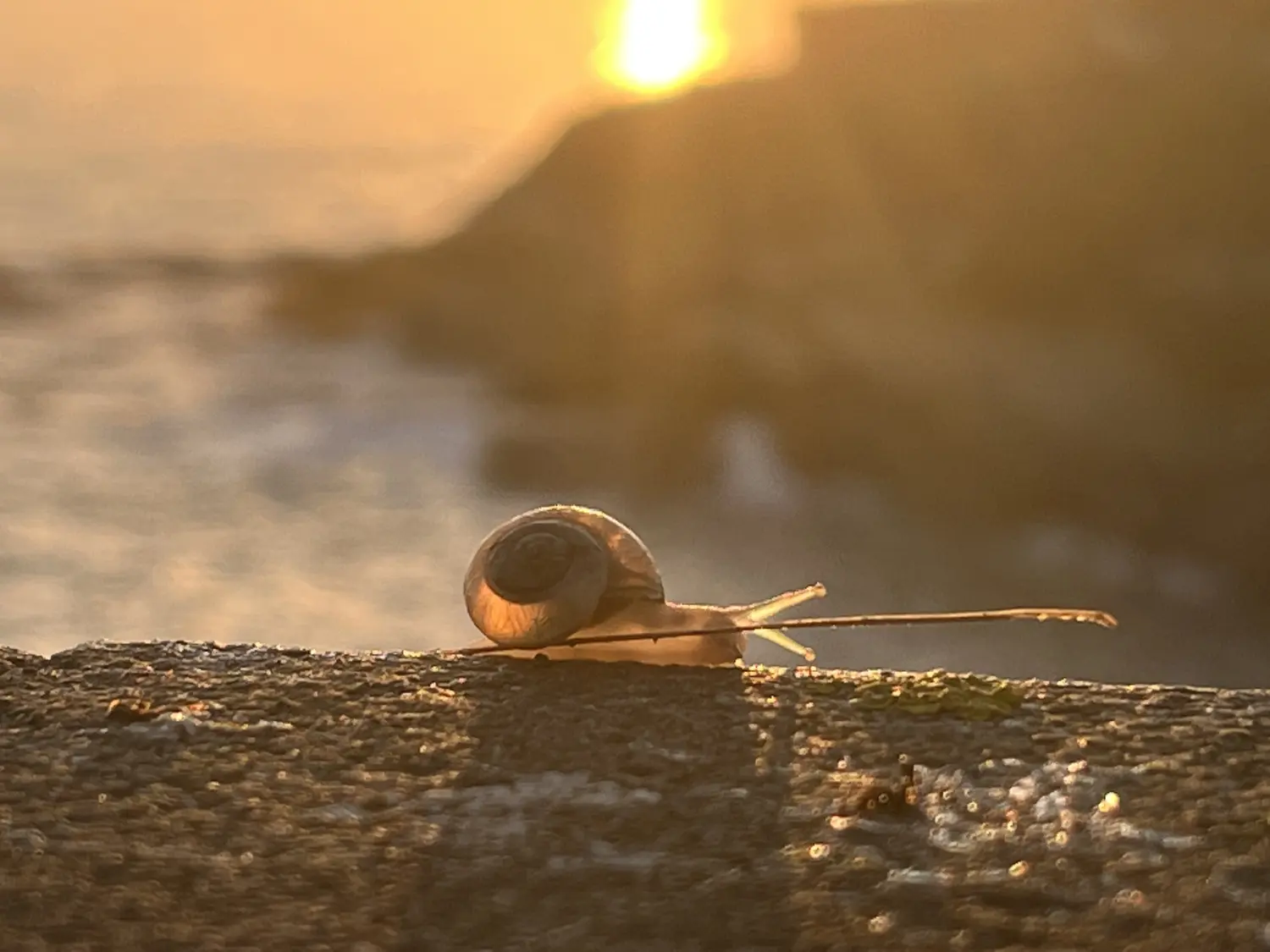 Schnecke von Thomas Hauswald Journalist